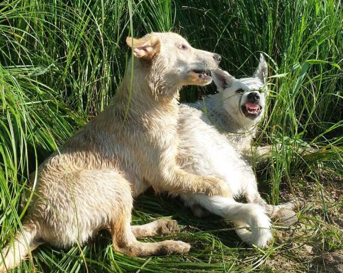 Weisser Schferhund - die Grenzgnger