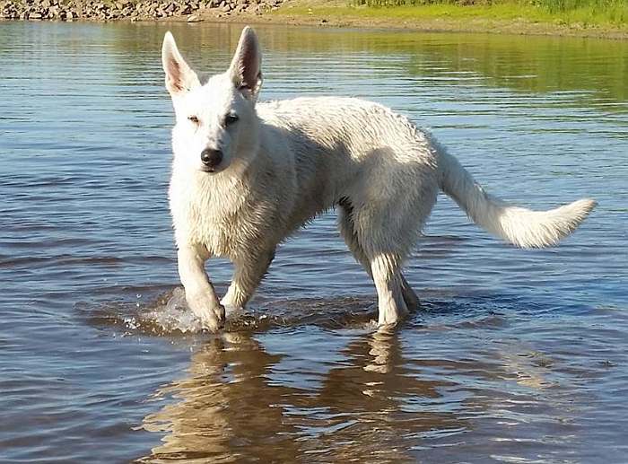 weisser Schferhund - die Grenzgnger