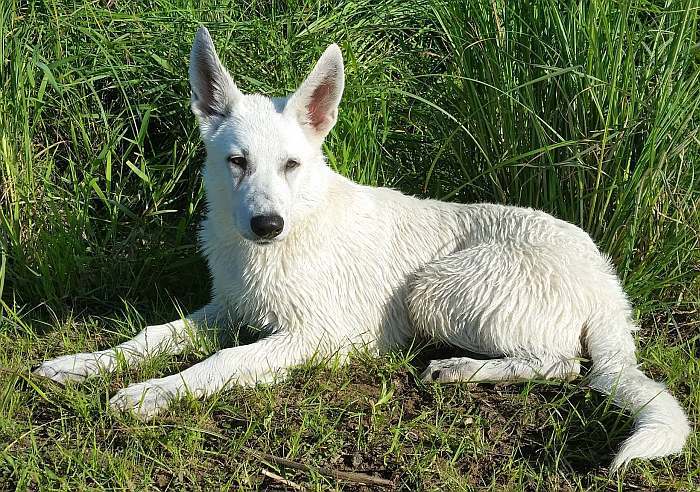 weisser Schferhund - die Grenzgnger