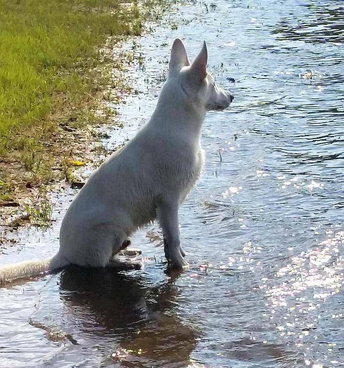 weisser Schferhund - die Grenzgnger