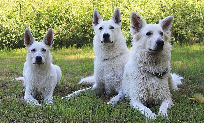 weisser Schferhund - die Grenzgnger