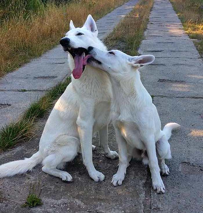 weisser Schferhund - die Grenzgnger