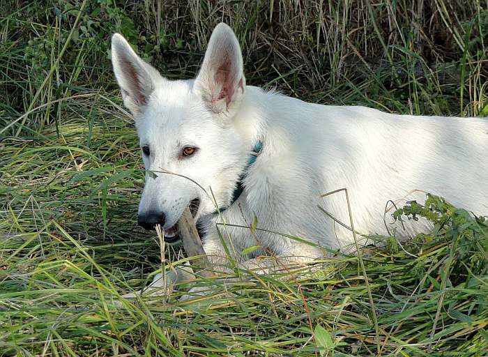 weisser Schferhund - die Grenzgnger