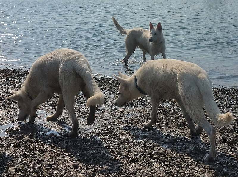 weisser Schferhund von den Grenzgngern