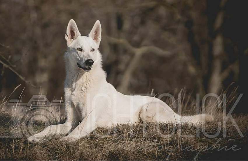 Nukha - weisser Schferhund von den Grenzgngern