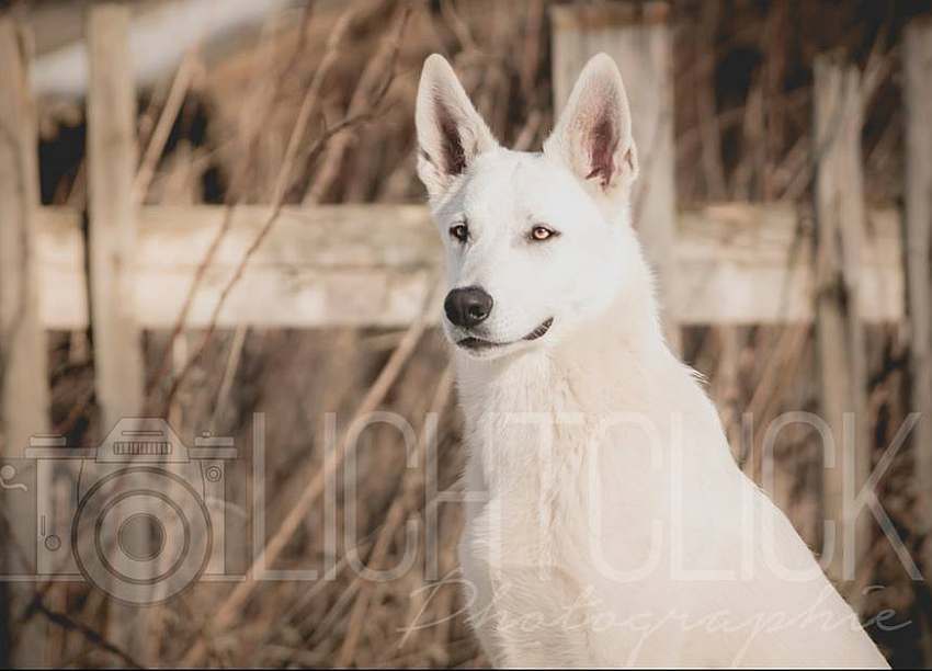 Nukha - weisser Schferhund von den Grenzgngern