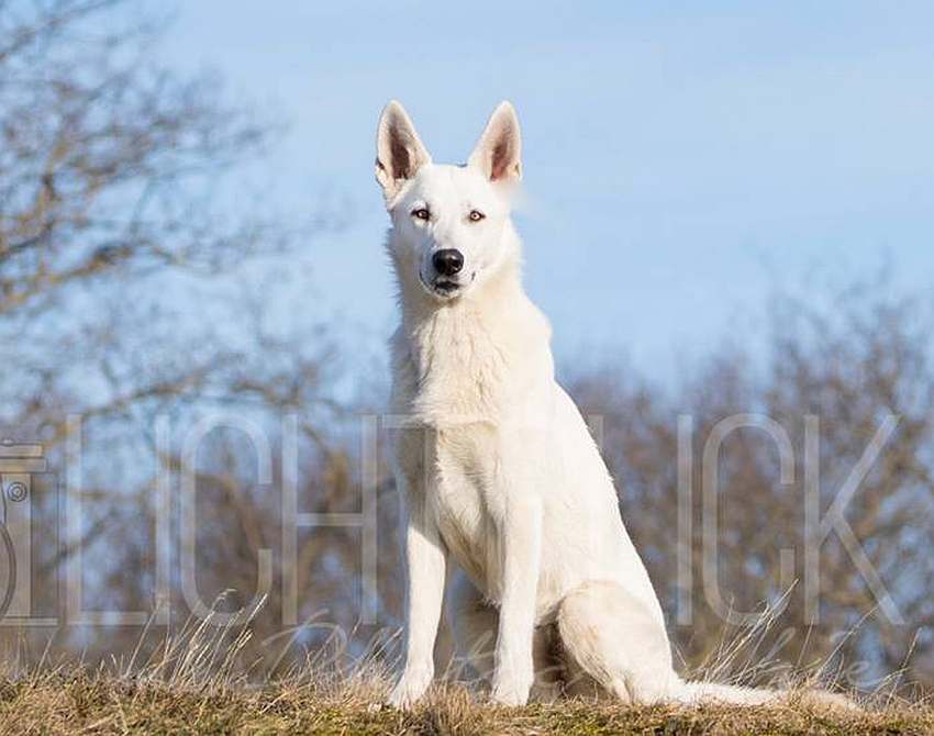 Nukha - weisser Schferhund von den Grenzgngern