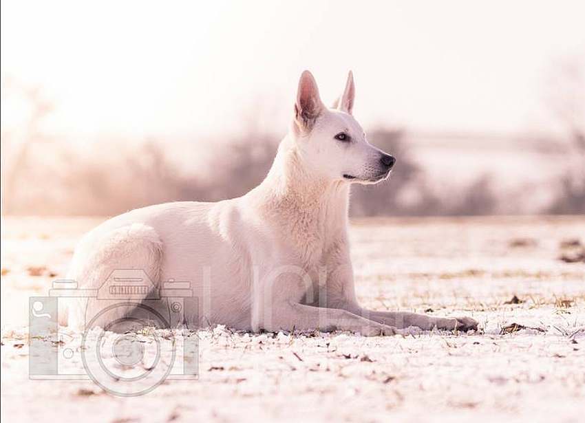 Nukha - weisser Schferhund von den Grenzgngern