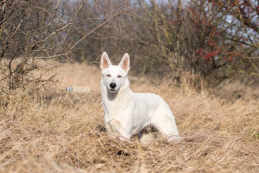 Nukha - weisser Schferhund von den Grenzgngern