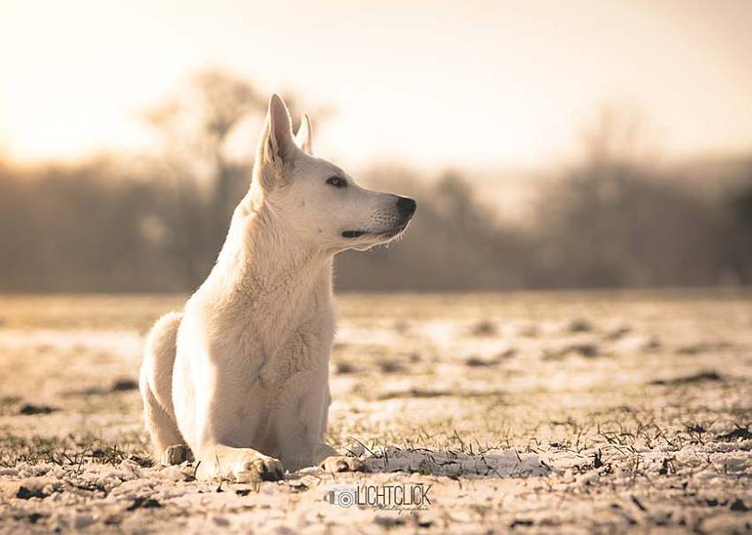 Nukha - weisser Schferhund von den Grenzgngern