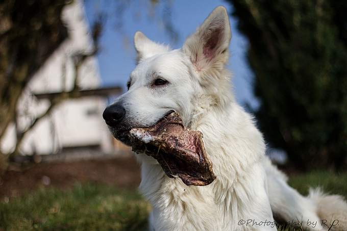 Odin, weisser Schweizer Schferhund, 1 Jahr alt.