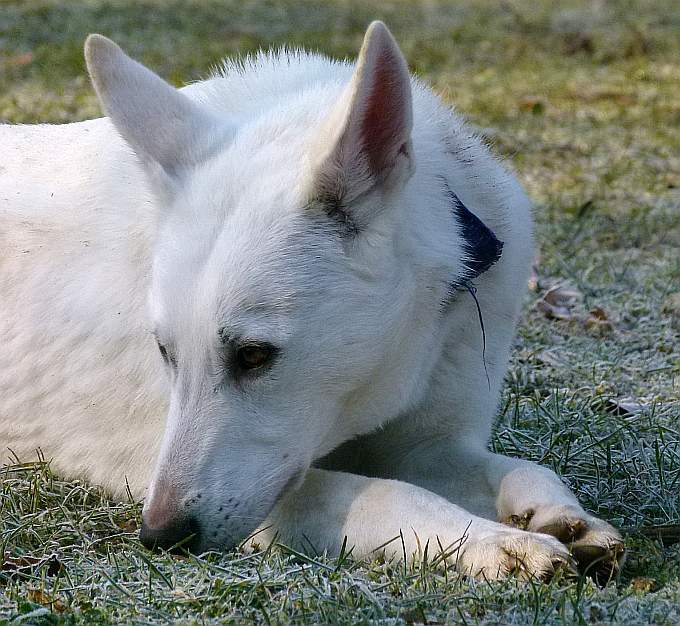 Flori weisser Schaeferhund