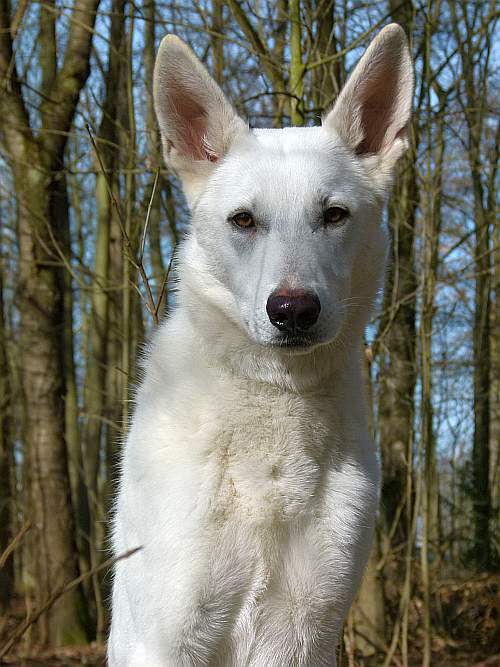 Flori weisser Schaeferhund