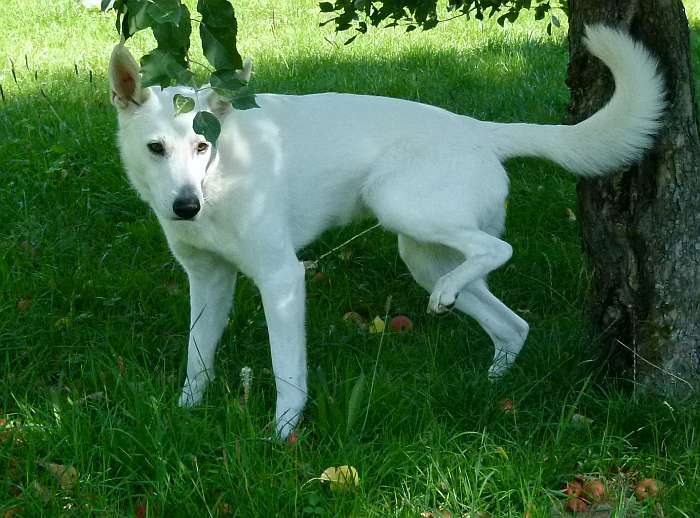 Flori, weier Schweizer Schferhund von den Grenzgngern