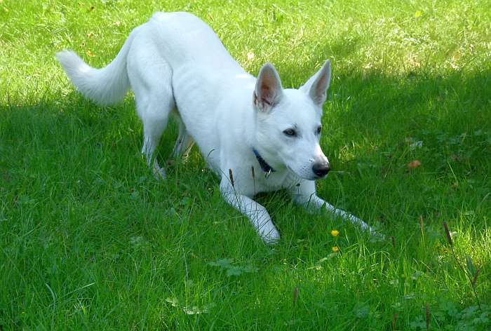 Flori, weisser Schweizer Schferhund von den Grenzgngern