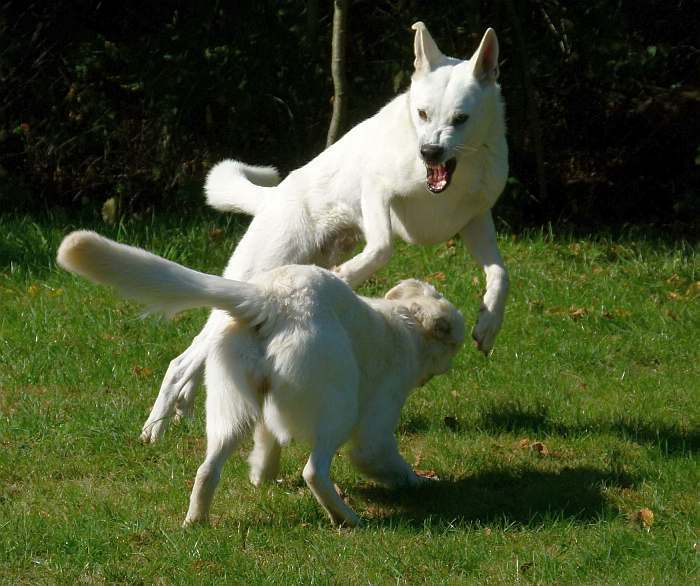 Flori - weisser Schferhund von den Grenzgngern