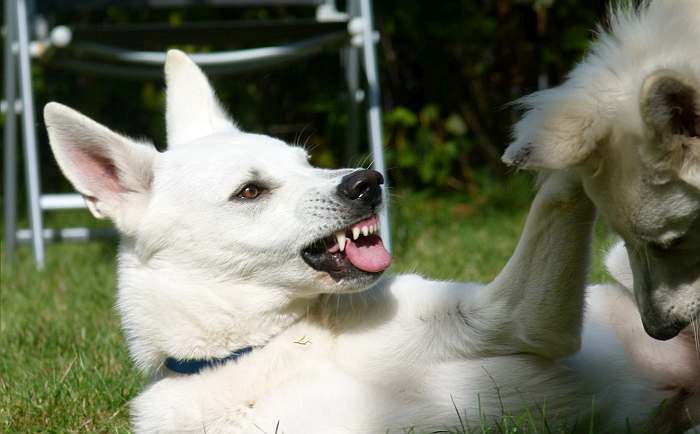 Flori - weisser Schferhund von den Grenzgngern