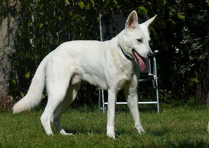 Flori - weisser Schferhund von den Grenzgngern