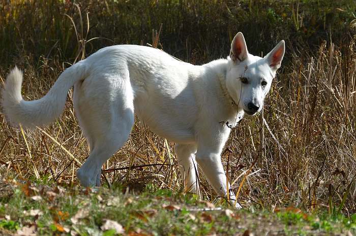 Flori - weisser Schferhund von den Grenzgngern