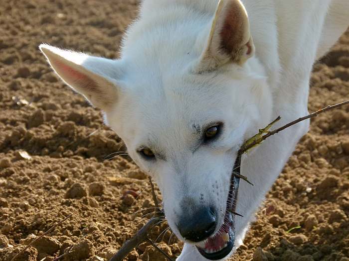 Flori - weisser Schferhund von den Grenzgngern