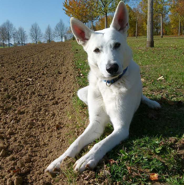 Flori - weisser Schferhund von den Grenzgngern