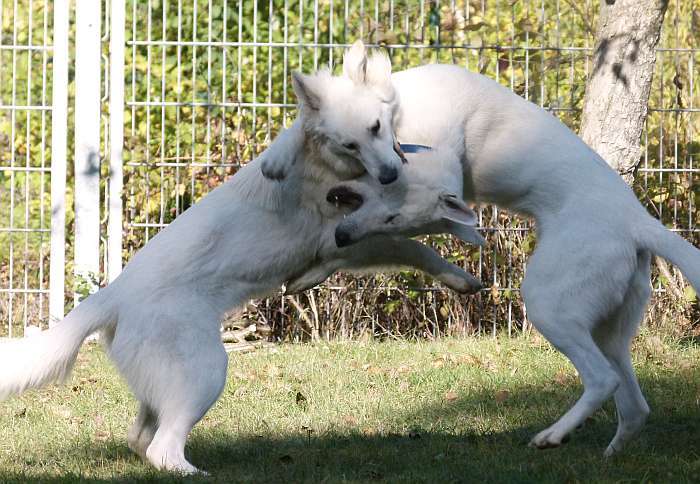 Weisser Schferhund