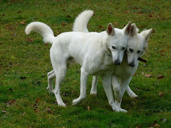 Weisser Schferhund