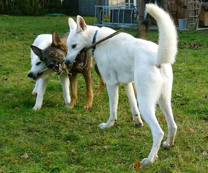 Weisser Schferhund