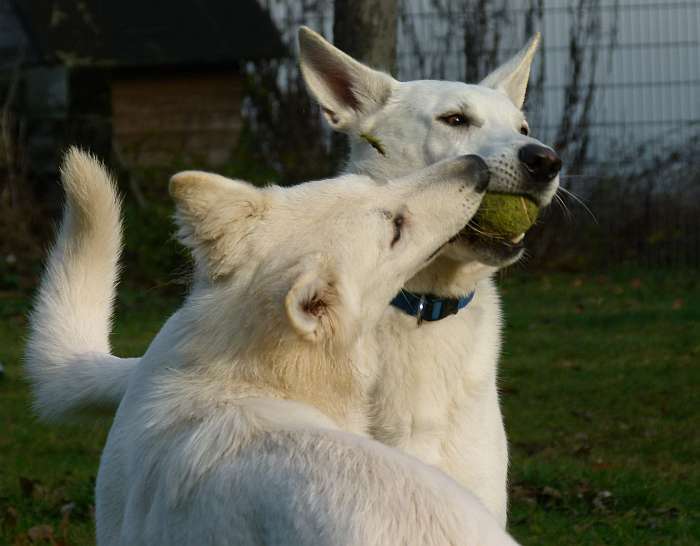 Weisser Schferhund