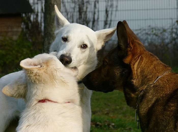 Weisser Schferhund