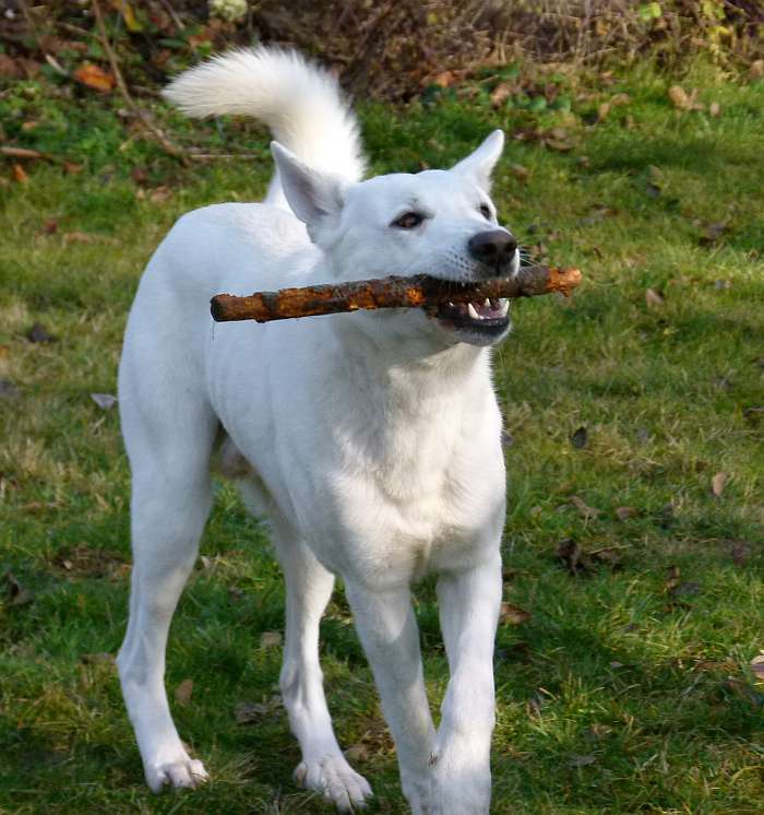 Weisser Schferhund