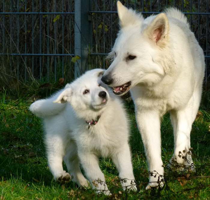 weisser schferhundwelpe