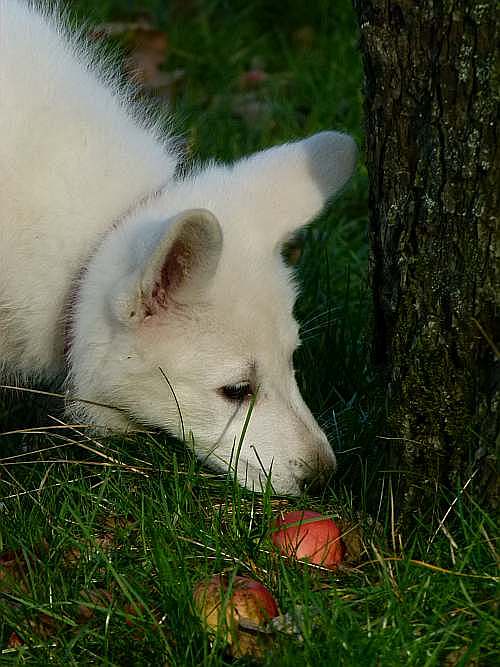 weisser schferhundwelpe