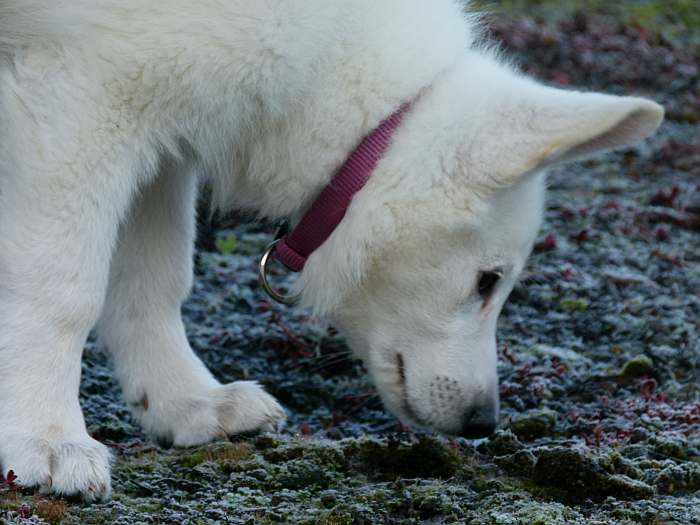 weisser schferhundwelpe