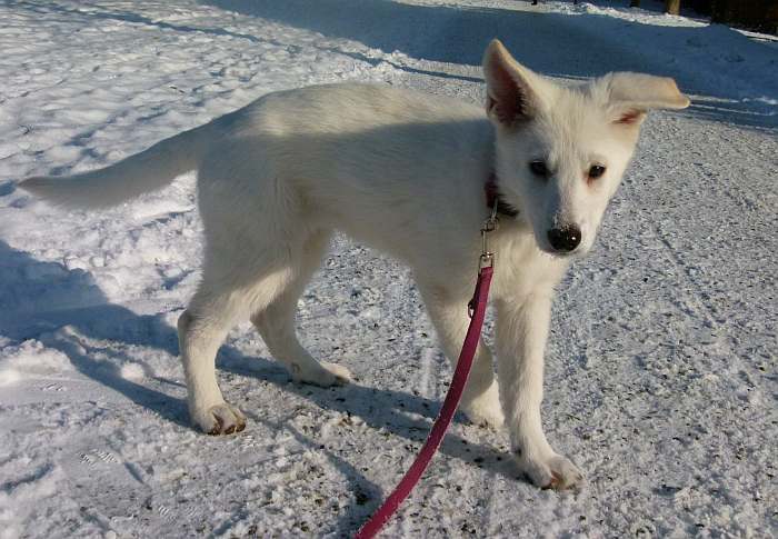 Welpen weisser Schferhund