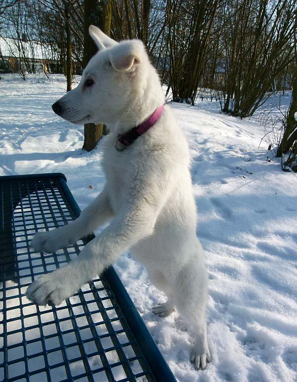 Welpen weisser Schferhund