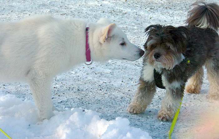 Welpen weisser Schferhund