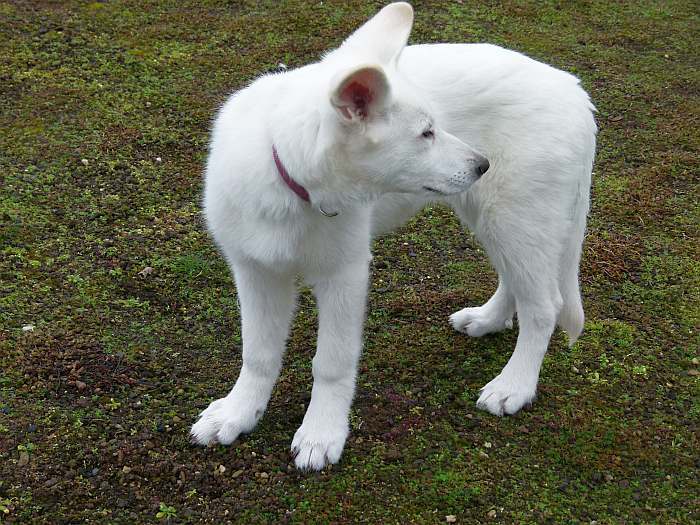 Welpen Weisser Schferhund