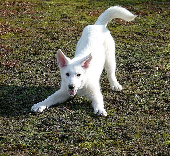 Welpen Weisser Schferhund