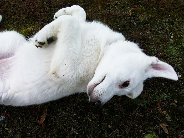 Welpen Weisser Schferhund