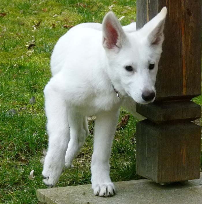 kanadische-weisse-schaeferhunde.de