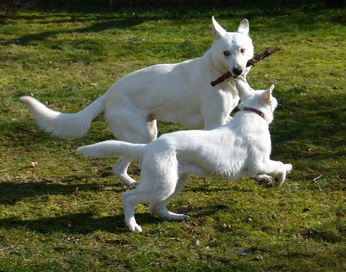 kanadische-weisse-schaeferhunde.de