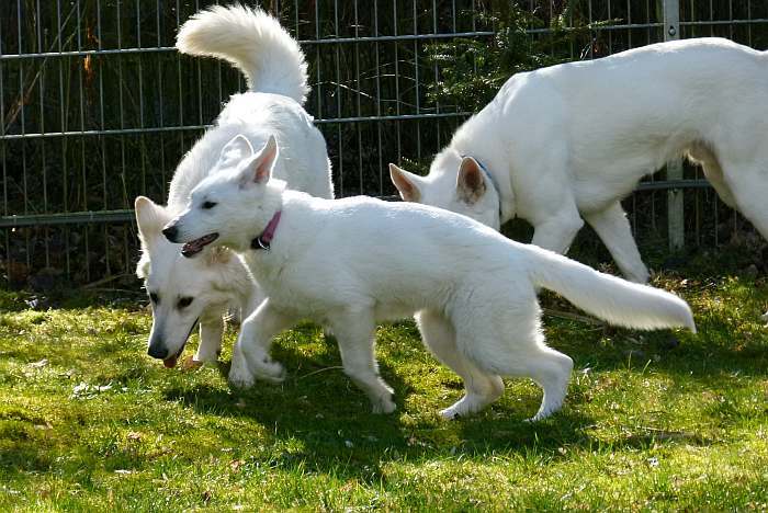 kanadische-weisse-schaeferhunde.de