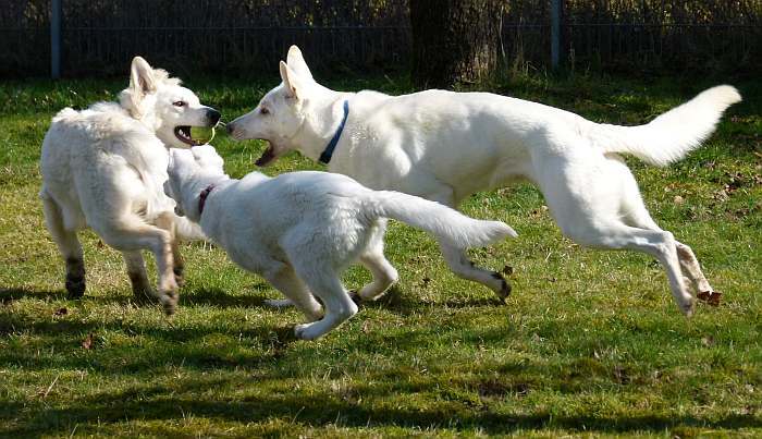 kanadische-weisse-schaeferhunde.de