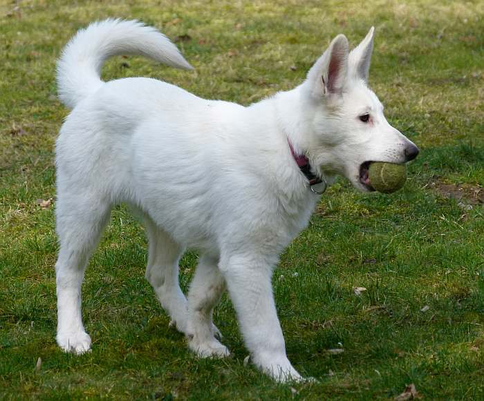 kanadische-weisse-schaeferhunde.de