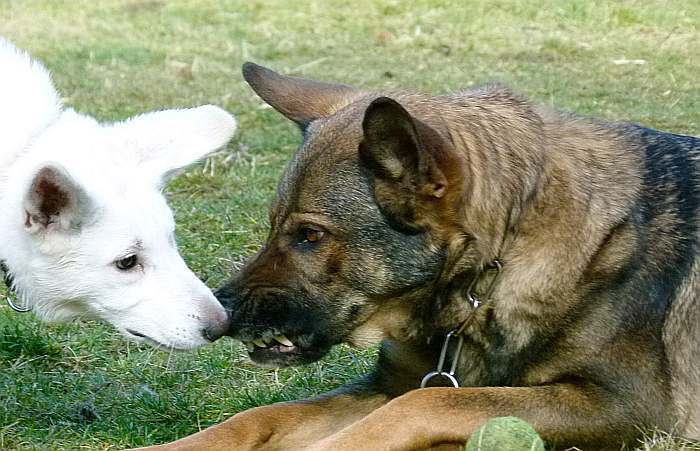 kanadische-weisse-schaeferhunde.de