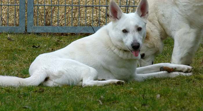 kanadische-weisse-schaeferhunde.de