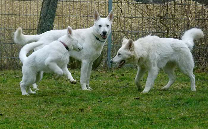 kanadische-weisse-schaeferhunde.de