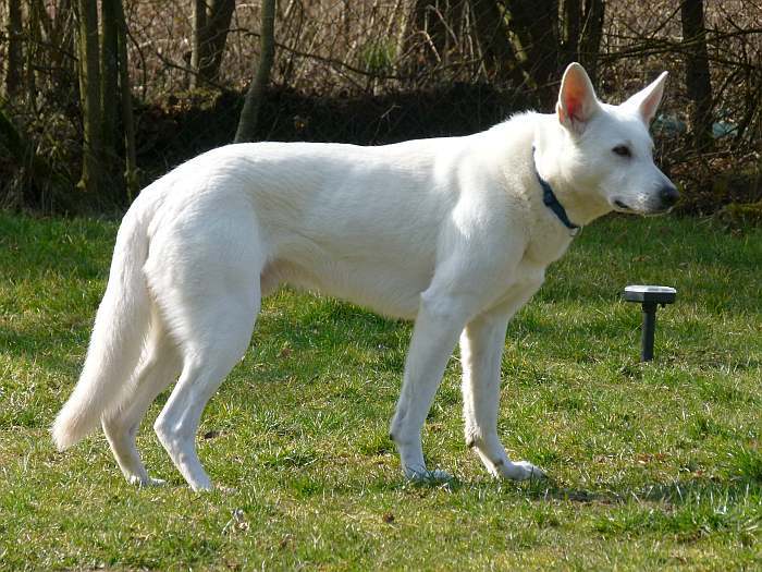 weisser Schferhund - die Grenzgnger