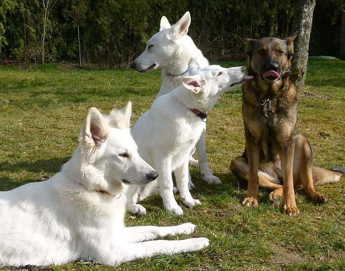 weisser Schferhund - die Grenzgnger